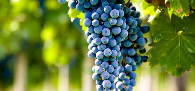 The Benefits of Grape Wines